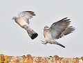 Petite joute amoureuse entre deux pigeons ramiers (Bretagne) parade amoureuse amoureuse des pigeons ramiers 