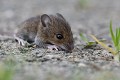 
Tout jeune Mulot sylvestre sorti beaucoup trop tôt du terrier, il court un danger et devient une proie facile  (Apodemus sylvaticus).
 jeune Mulot sylvestre 