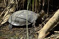 Cistude d'Europe (Emys orbicularis, Gironde, France). Cistude d'Europe au soleil 