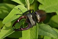 Très gros lucane mâle (Lucanus cervus). Sa larve passe entre 3 et 6 ans sous terre. Les lucanes mâles meurent  naturellement au bout d'un mois et après l'accouplement. Il en est de même pour leur femelle après la ponte. gros lucane 