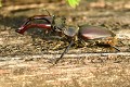 Très gros lucane mâle (Lucanus cervus). Sa larve passe entre 3 et 6 ans sous terre. Les lucanes mâles meurent  naturellement au bout d'un mois et après l'accouplement. Il en est de même pour leur femelle après la ponte. gros lucane mâle 