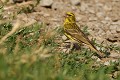 Serin cini mâle (Serinus serinus, Espagne) Serin cini mâle 