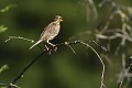 Bruant proyer (Emberiza calandra, Espagne) Bruant proyer en espagne 