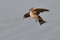 Hirondelle rustique (Hirundo rustica, France) Hirondelle rustique en vol 