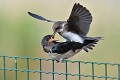 Petit malentendu entre une hirondelle rustique (Hirundo rustica) et une hirondelle de rivage (Riparia riparia). hirondelle rustique et  hirondelle de rivage 