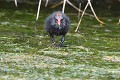 Poussin de Gallinule poule-d'eau en vadrouille  (Gallinula chloropus, France) Poussin de Gallinule poule-d'eau en vadrouille 