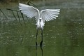 Aigrette garzette (Egretta garzetta, France) Aigrette garzette à l'envol 