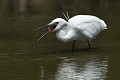 Aigrette garzette (Egretta garzetta, France) Aigrette garzette qui pêche 