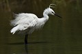 Aigrette garzette au plumage nuptial (Egretta garzetta, France) Aigrette garzette en plumage nuptial 