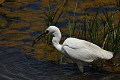 Aigrette garzette et têtard (Egretta garzetta, France) Aigrette garzette et têtard 