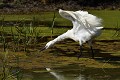 Séance d’étirements (Aigrette garzette , Egretta garzetta, France) Etirement de l'Aigrette garzette 