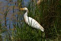 Héron garde-bœufs (Bubulcus ibis, France). Héron garde-bœufs en Gironde 