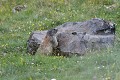 Une Marmotte des Pyrénées monte la garde (Marmota, France) Marmotte des Pyrénées 