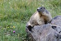 Marmotte des Pyrénées (Marmota, France) Marmotte des Pyrénées 