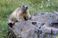 Marmotte des Pyrénées (Marmota, France) Marmotte des Pyrénées 