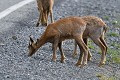 Jeunes adultes d'Isards en bordure d'une route départementale (Rupicapra pyrenaica pyrenaica, France). Jeunes adultes d'Isards en bordure d'une route départementale 