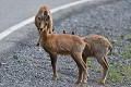 Jeunes adultes d'Isards en bordure d'une route départementale (Rupicapra pyrenaica pyrenaica, France). Jeunes adultes d'Isards en bordure d'une route départementale 