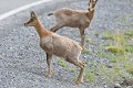 Jeunes adultes d'Isards en bordure d'une route départementale (Rupicapra pyrenaica pyrenaica, France). L'un des individus fixe un autocar qui c'est arrêté pour l'occasion. Jeunes adultes d'Isards en bordure d'une route départementale 