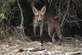 Renard roux sortant de sa tanière (Vulpes vulpes, Espagne) Renard roux sortant de sa tanière en Espagne 