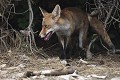 Renard roux sortant de sa tanière (Vulpes vulpes, Espagne) Renard roux sortant de sa tanière 