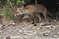 Renard roux sortant de sa tanière (Vulpes vulpes, Espagne) Renard roux sortant de sa tanière 