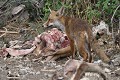 Très opportuniste, le Renard roux n'hésite pas à chasser des vautours trois fois plus gros que lui, pour s'octroyer une part de leur butin (Vulpes vulpes, Espagne) Renard roux sur une carcasse 