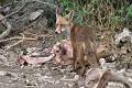 Je rêve...tout ça pour moi ! (Renard roux sur un charnier pour Vautours , Vulpes vulpes, Espagne) Renard roux sur un charnier pour Vautours 