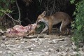 Mieux vaut mettre tout ça à l'abri des voleurs...Renard roux sur un charnier pour Vautours  (Vulpes vulpes, Espagne) Renard roux opportuniste 