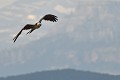 D'une envergure pouvant atteindre 2,80 m, entre 2 000 et 10 000  Gypaètes barbus vivent dans le monde, dont 100 à 140 en France (Gypaetus barbatus, Espagne). Gypaète barbu en contexte 