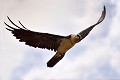 D'une envergure pouvant atteindre 2,85 m, entre 2 000 et 10 000  Gypaètes barbus vivent dans le monde, dont 100 à 140 en France (Gypaetus barbatus). Gypaetus barbatus 