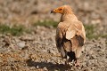 Percnoptère d'Égypte (Neophron percnopterus, Espagne). Percnoptère d'Égypte 