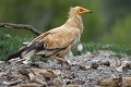 Percnoptère d'Égypte (Neophron percnopterus, Espagne). Percnoptère d'Égypte 