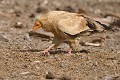 Percnoptère d'Égypte recherchant sa nourriture (Neophron percnopterus, Espagne). Percnoptère d'Égypte au sol 