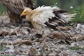 Percnoptère d'Égypte au plumage ébouriffé (Neophron percnopterus, Espagne). Percnoptère d'Égypte au plumage ébouriffé 