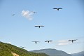 Groupe de Vautours fauve s'approchant d'une charogne (Gyps fulvus, Espagne). Groupe de Vautours fauves 