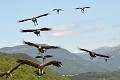 Groupe de Vautours fauves arrivant sur une carcasse (Gyps fulvus, Espagne). Groupe de Vautours fauves en vol 