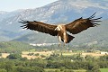 L'envergure du Vautour fauve peut atteindre 2,80 m (Gyps fulvus, Espagne). Vautour fauve en vol 