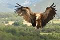 L'envergure du Vautour fauve peut atteindre 2,80 m (Gyps fulvus, Espagne). Vautour fauve en vol 