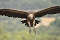 Le Vautour fauve peut peser jusqu'à 11 kg  (Gyps fulvus, Espagne). Vautour fauve 