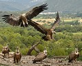 Groupe de vautours fauves (Gyps fulvus, Espagne). groupe de vautours fauves 