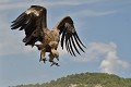 Vautour fauve à l'atterrissage (Gyps fulvus, Espagne). vautour fauve en vol 