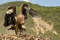 Vautour fauve rejoignant sa colonie sur une carcasse (Gyps fulvus, Espagne). Colonie de vautours fauves 