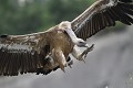 Le vautour fauve est nécrophage mais malgré les apparences, ses grosses pattes sont peu préhensiles le rendant inapte à s'attaquer à une quelconque proie vivante. (Gyps fulvus, Espagne). pattes du vautour fauve 