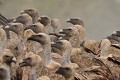 Le vautour fauve est nécrophage  et lorsqu'une colonie arrive sur une carcasse, elle est dévorée très rapidement. En un peu moins d'une heure il ne reste quasiment plus rien (Gyps fulvus, Espagne). Vautours fauves 