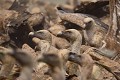 Colonies de vautours fauves (Gyps fulvus, Espagne). colonie de vautours 