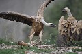 Tentative d'intimidation d'un vautour fauve (Gyps fulvus, Espagne). intimidation d'un vautour fauve 