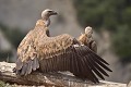 Par fortes chaleurs le vautour fauve écarte les ailes sur son reposoir (Gyps fulvus, Espagne). vautour fauve ailes ouverts 