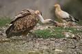 Tentative d'intimidation d'un vautour fauve (Gyps fulvus, Espagne). posture d'intimidation d'un vautour fauve 