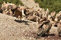 Tentative d'intimidation d'un vautour fauve (Gyps fulvus, Espagne). posture d'intimidation du vautour fauve 