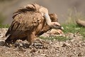 Démarche typique du vautour fauve (Gyps fulvus, Espagne). démarche du vautour fauve 